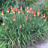 Kniphofia uvaria