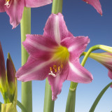 Amaryllis Estella 28cm+