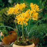 Lycoris aurea