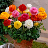 Ranunculus Mixed