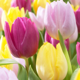 Tulip Prince Mixed