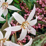 Erythronium Snowflake Erythronium Snowflake