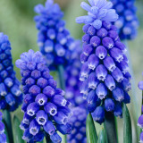 Muscari Dark Eyes