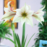 Amaryllis Magic Green