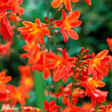Crocosmia Carmine Brilliant