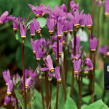 Dodecatheon meadia