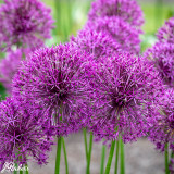Allium jesdianum Purple Rain