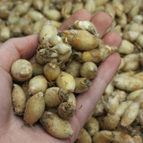 Ipheion Charlotte Bishop