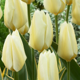 Tulip Purissima Design