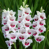 Gladioli Fiorentina