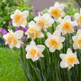 Narcissi Sweet Desire 12-14cm Narcissi Sweet Desire 12-14cm