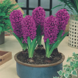 Hyacinth Miss Saigon 18cm Hyacinth Miss Saigon 18cm
