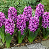 Hyacinth Miss Saigon 16-17cm Hyacinth Miss Saigon 16-17cm