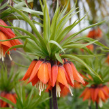 Fritillaria William Rex