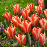 Tulip Mothers Love 10/12cm