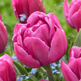 Tulip Double You