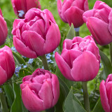 Tulip Double You