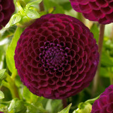 Dahlia Downham Royal