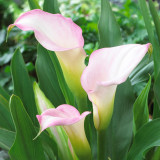 Zantedeschia Crystal Blush