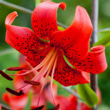 Lilium Red Life 16/18cm