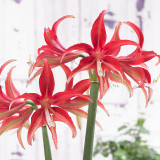 Amaryllis Quito