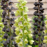 Fritillaria Persica Alba