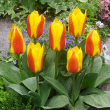 Tulip First Love 11/12cm Tulip First Love 11/12cm