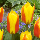 Tulip First Love 11/12cm Tulip First Love 11/12cm