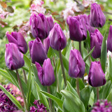 Tulip Purple Rain 10/12cm