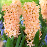 Hyacinth Odysseus 18cm+
