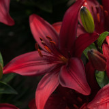 Lilium Cavoli