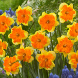 Narcissus Congress 12/14cm Narcissus Congress 12/14cm