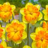 Narcissus Congress 12/14cm Narcissus Congress 12/14cm