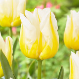 Tulip Flaming Agrass
