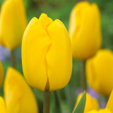 Tulip Jan Van Nes Tulip Jan Van Nes