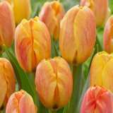 Tulip 'Rhapsody of Smile'