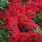 Pyracantha Red Column