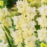 Gladioli Lemon Frizzle