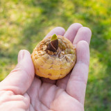 Gladioli nanus Vulcano