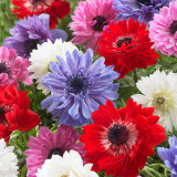 Anemone St. Brigid Mixed 6/7cm
