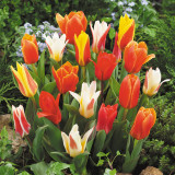 Tulip Greigii Hybrids Mixed Tulip Greigii Hybrids Mixed