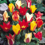 Tulip Greigii Hybrids Mixed