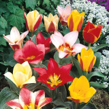 Tulip Greigii Hybrids Mixed