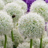 Allium Mount Everest 20cm+