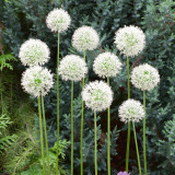 Allium Mount Everest 20cm+