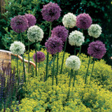 Allium Mount Everest 20cm+