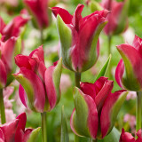 Tulip 'Green Love'
