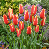 Tulip Taco Tulip Taco