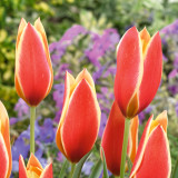 Tulip Taco Tulip Taco