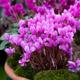 Cyclamen Hederifolium Neapolitanum 20cm+